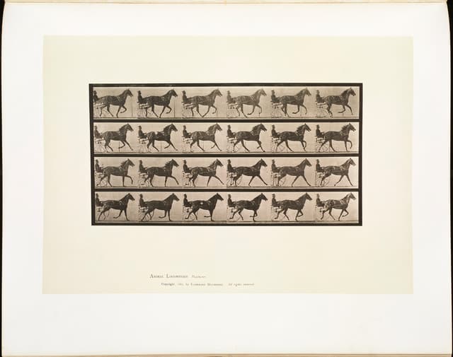 Animal Locomotion, Plate 614, Eadweard Muybridge, collotype, 1887