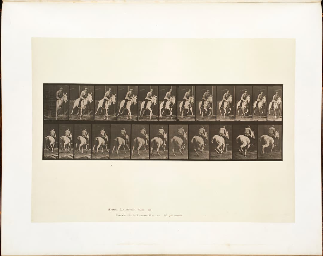 Animal Locomotion, Plate 635, Eadweard Muybridge, collotype, 1887