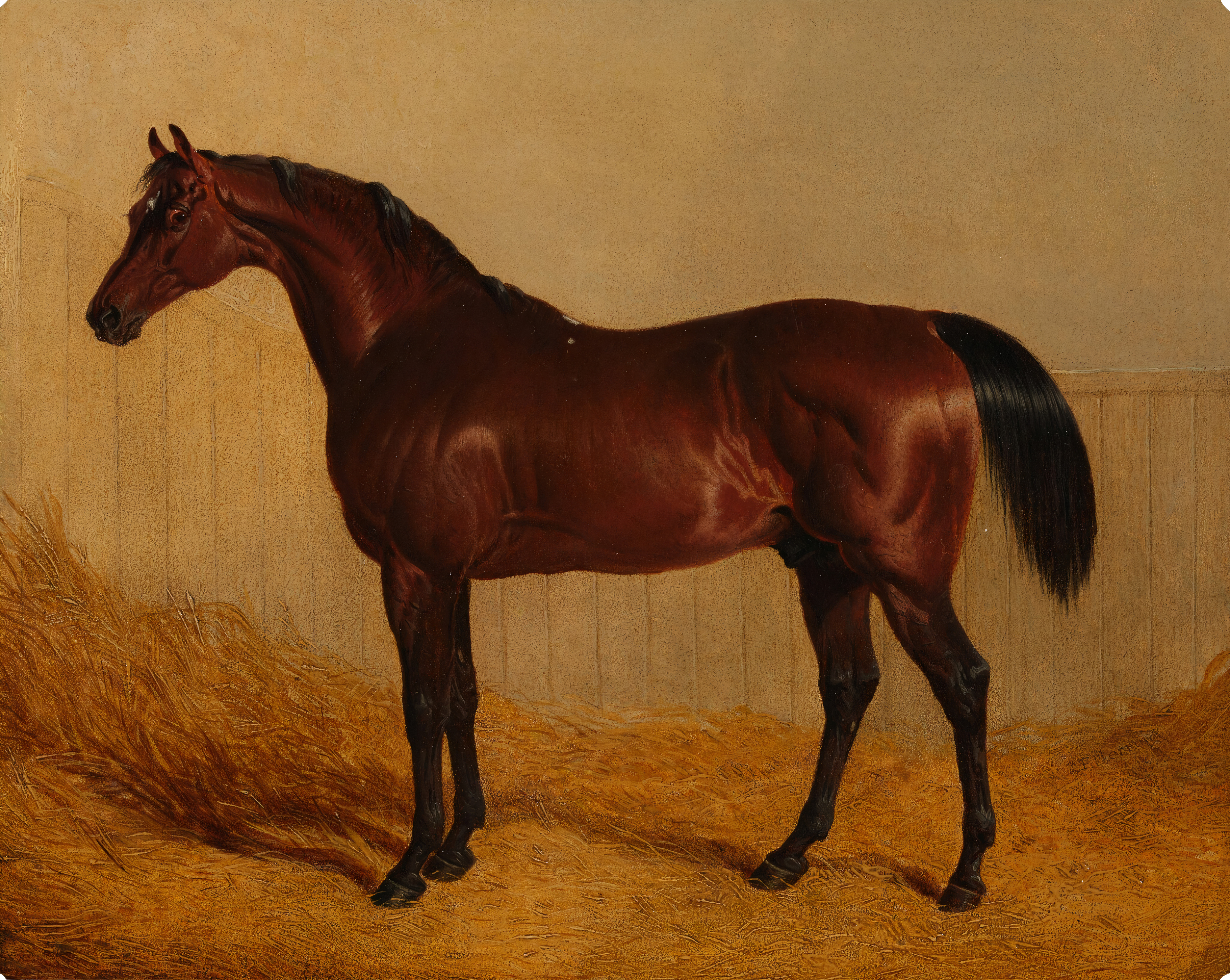 'The Duke of Grafton's Whisker in a Stable'