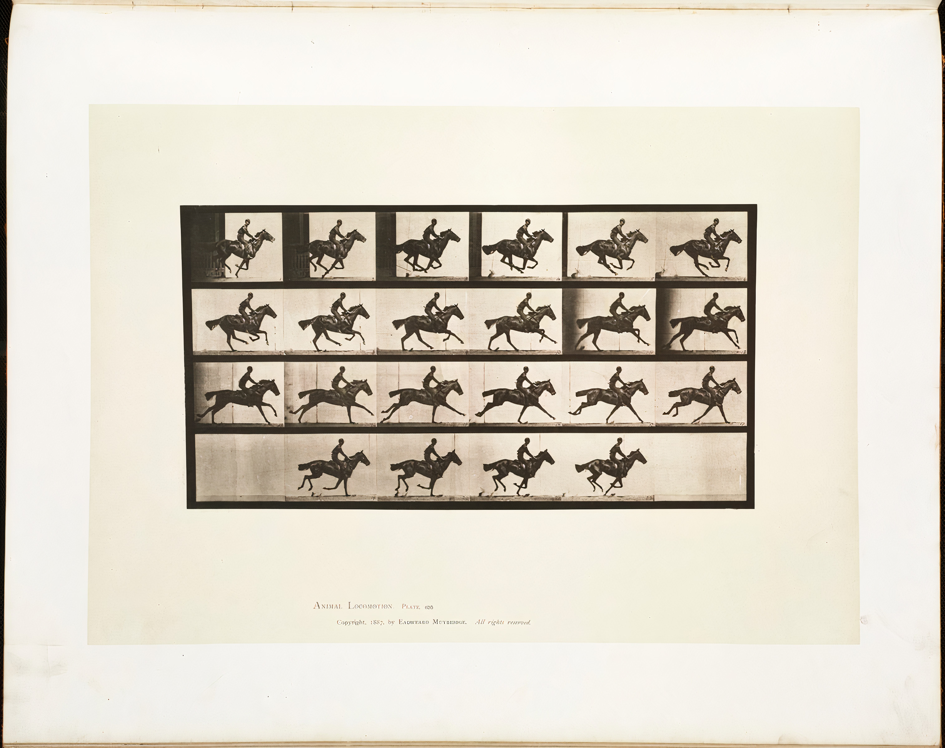 Animal Locomotion, Plate 625