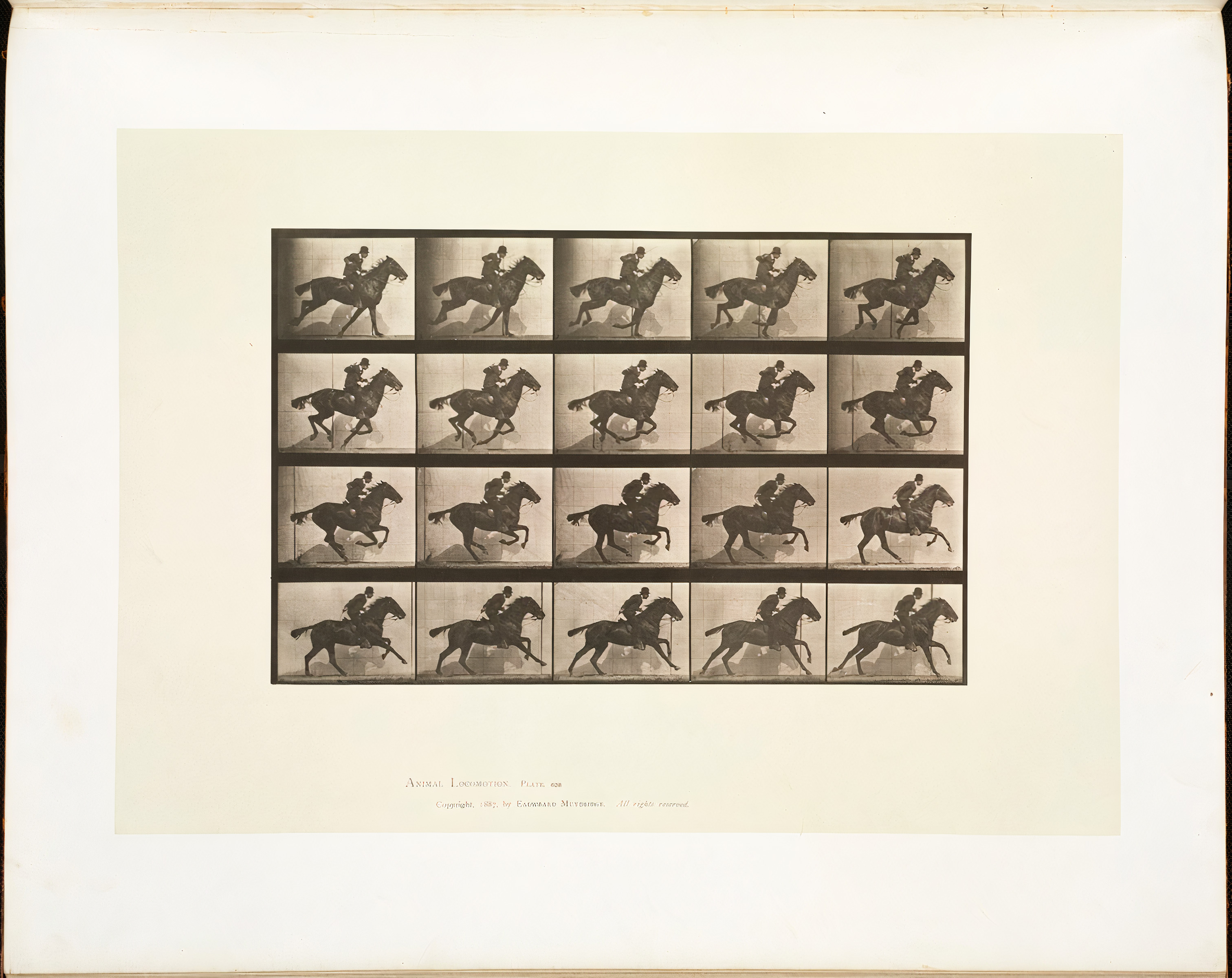 Animal Locomotion, Plate 628