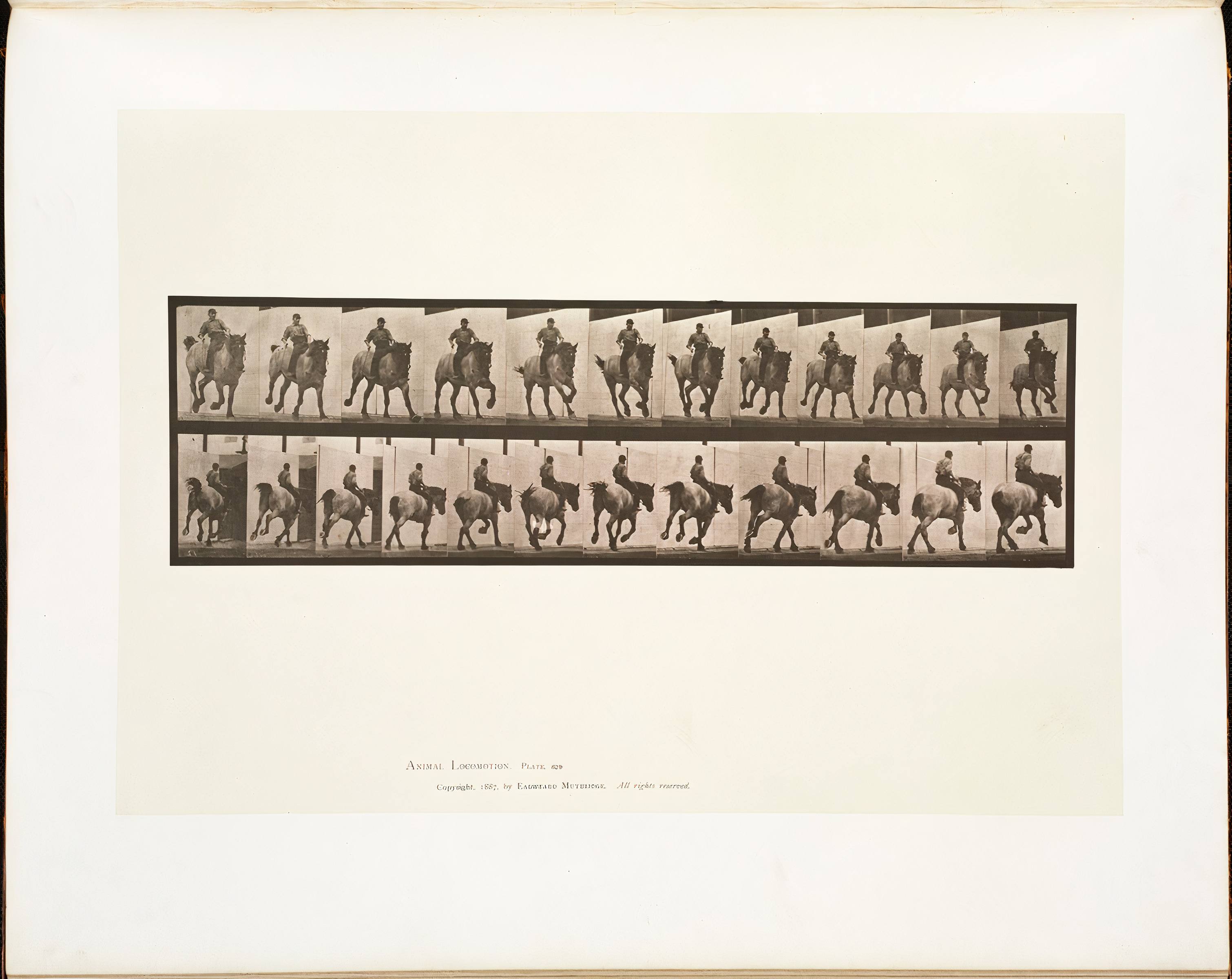 Animal Locomotion, Plate 629