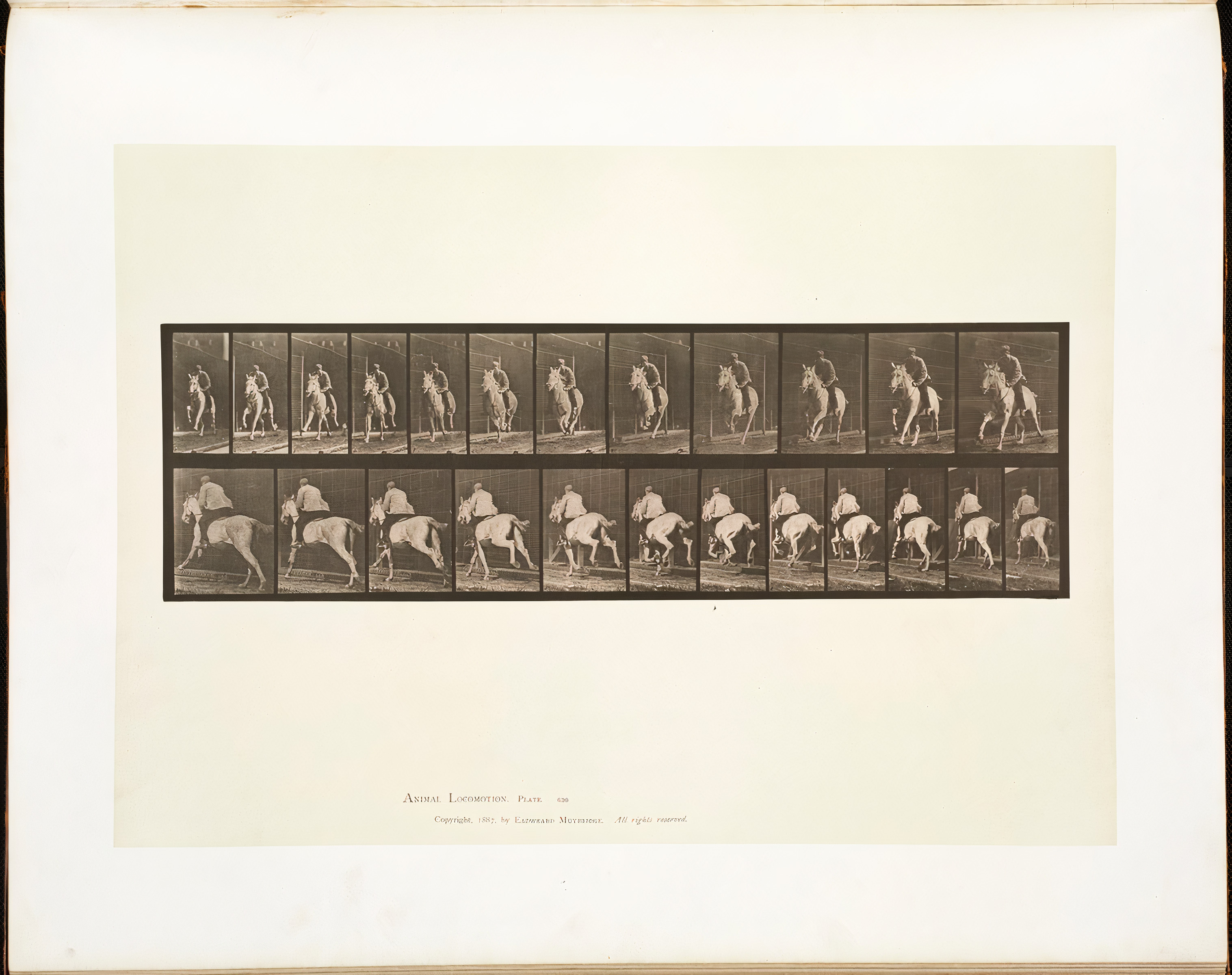 Animal Locomotion, Plate 630