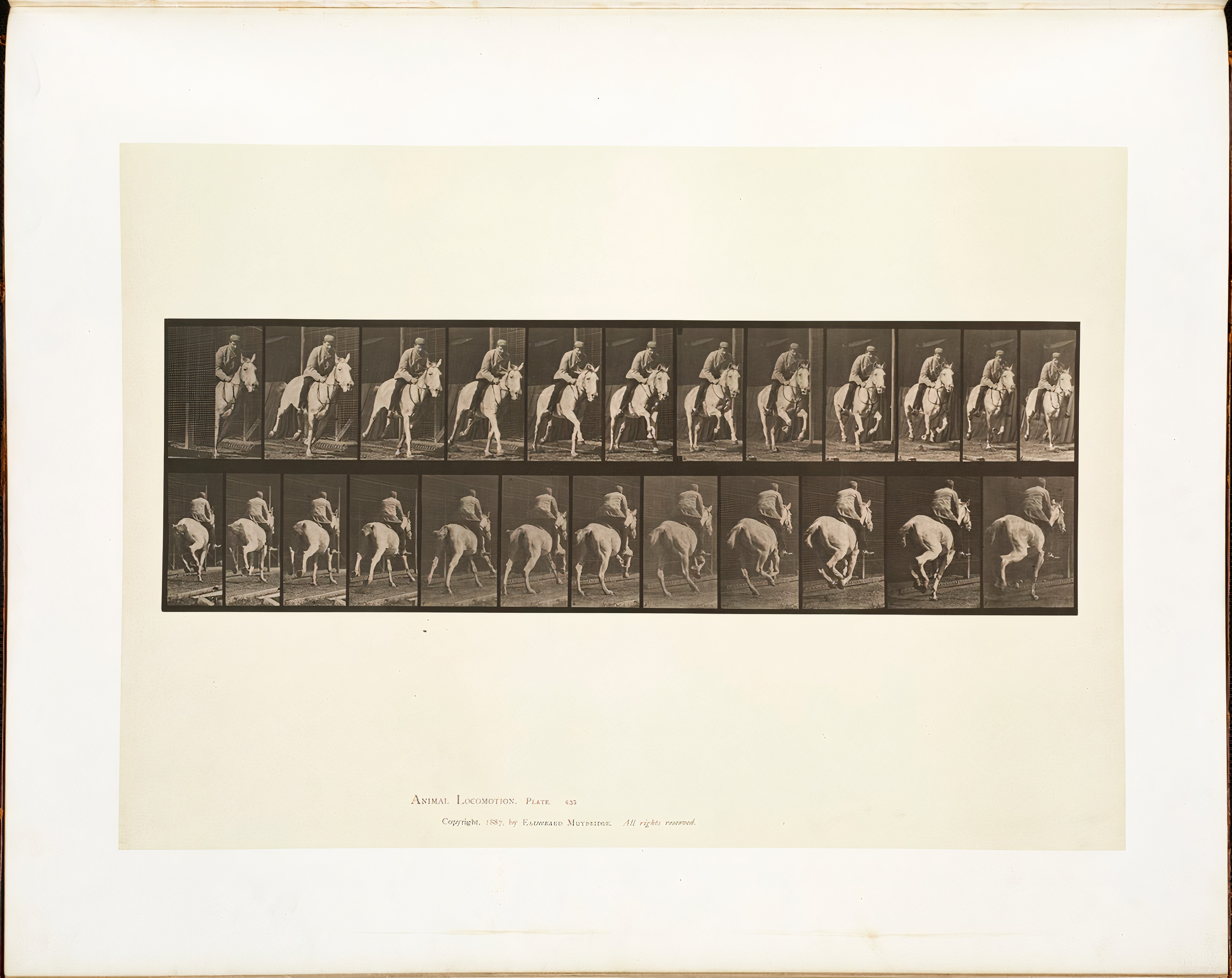 Animal Locomotion, Plate 635